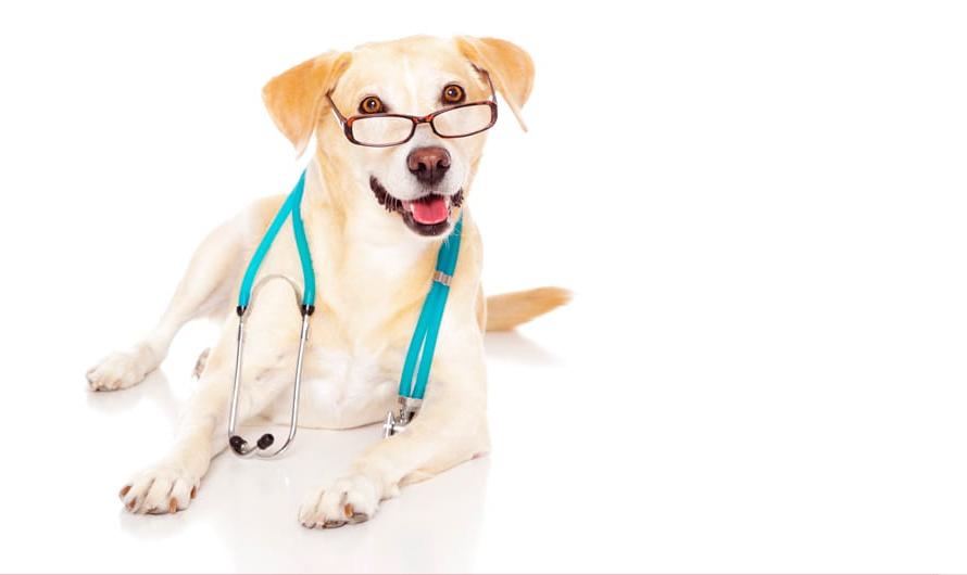 A happy yellow labrador dog wearing reading glasses and a stethoscope.